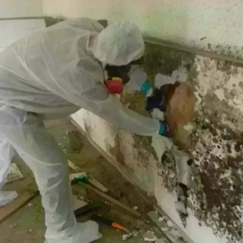 Mold Remediation and Removal in Crothersville, IN